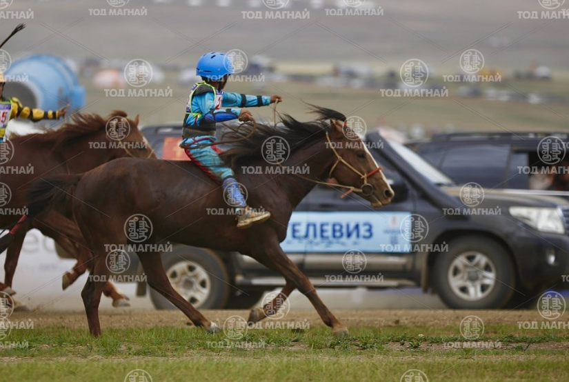  Хүрэн халзан