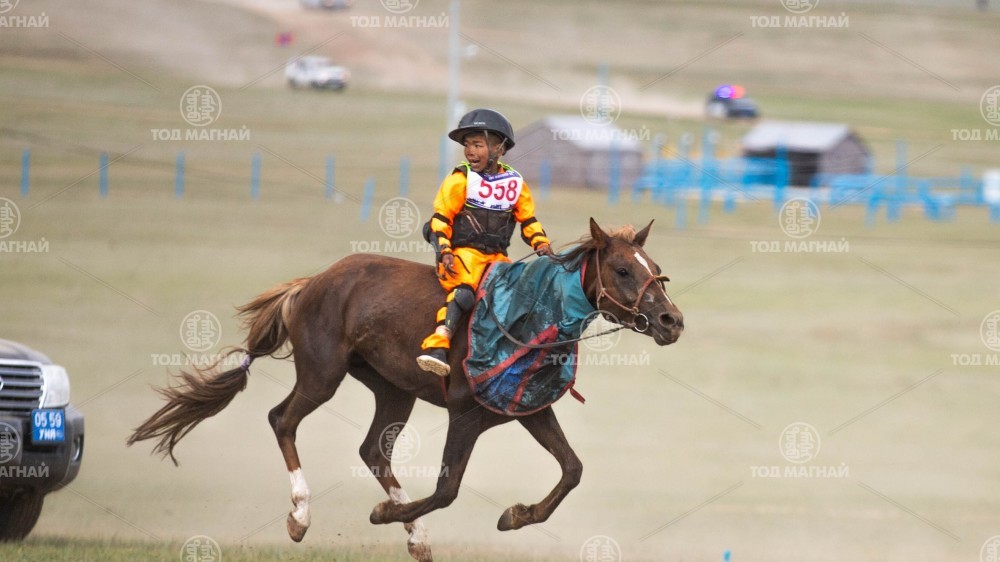  Бүлтгэр халзан