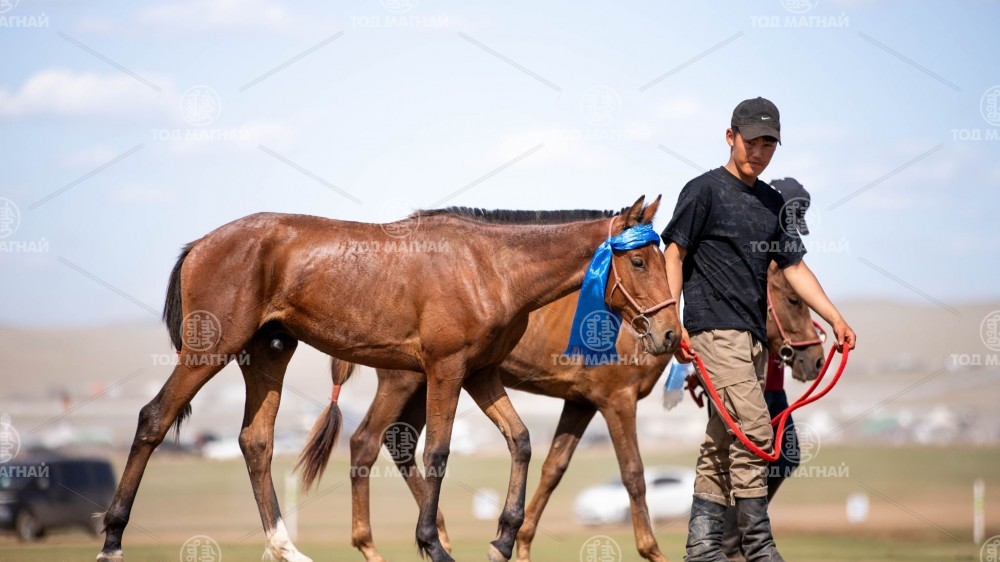 Сартай хээр