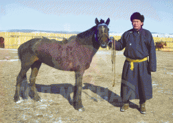 Монгол улсын Манлай уяач агсан Д.Оюунбилэг: Эр хүний нулимс ийм л үед захирагддаггүй юм билээ