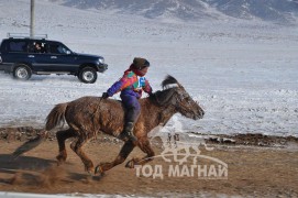 Түрүү – Хөвсгөл аймгийн Галт сумын уяач Н.Пүрэвдоржийн Мустанг хонгор Азарга