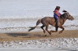 Түрүү – Хөвсгөл аймгийн Галт сумын уяач Н.Пүрэвдоржийн Мустанг хонгор Азарга