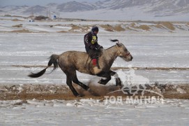 Түрүү – Хөвсгөл аймгийн Шинэ-Идэр сумын уяач Л.Төмөрбаатарын Үүлэн бор морь
