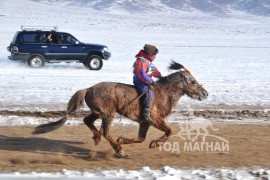 Түрүү – Хөвсгөл аймгийн Галт сумын уяач Н.Пүрэвдоржийн Мустанг хонгор азарга 