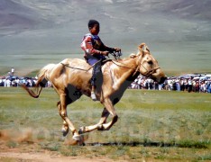 5. Увс аймгийн Тэс сумын уугуул, МУ-ын Алдарт уяач Цэвээний хонгор морь