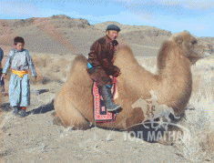 Д.Наваандорж: Идэр есийн хүйтэнд тэмээний уяаг тааруулна гэдэг бас яггүй хөдөлмөр шүү