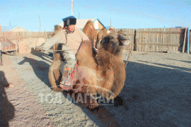 Н.Мэндбаяр: Төр засгийн оролцоотой улсын чанартай тэмээний уралдааныг зохион байгуулдаг болмоор байна