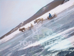 Ж.Төмөрсүх: Хөвсгөл далайн эргийн морьд л мөсөн дээр гарч уралддаг нь гайхалтай