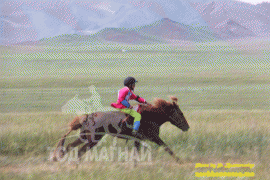 Говь-Алтай аймгийн Халиун сумын аймгийн Алдарт уяач Н.Загдоржийн хүрэн
