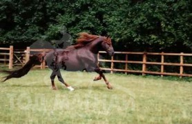 Дэлхийд хамгийн өндрөөр үнэлэгдсэн хурдан морьд