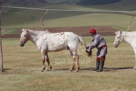 МУ-ын Манлай уяач Ж.Нямдорж: Адуу гэдэг амьтан Монгол улсыг өдий хүртэл өргөж, тэтгэж байгаа гэдгийг манай залуучууд маш сайн ойлгох хэрэгтэй