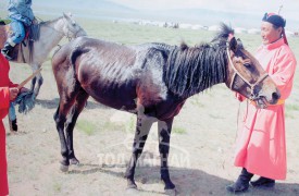 Д.Ганбат: Далх бурхан бол уяач хүн бүрийн шүтэж байх морины бурхан юм