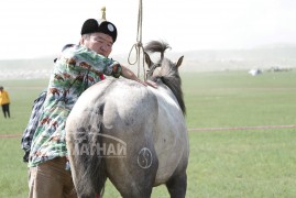 Аймгийн Алдарт уяач Р.Бадрах: Уяач бүр унаган адуугаараа наадаж, улс бүсэд оруулахыг хүсдэг бол би тэр хүслээ биелүүллээ