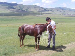 “Засагт ханы хурд” галын тэргүүн, аймгийн Алдарт уяач Н.Цэрэндондов: Хар морь маань намайг олон баярлуулсан