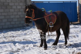 ПОНИ МОНГОЛД...