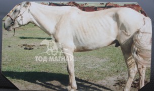 2007 онд Мөрөн сумын наадмын их морины аман хүзүү шарга морь