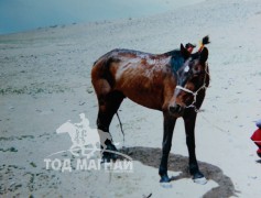 МУ-ын Алдарт уяач, сонгомол морин спортын мастер Цагаанбаатарын Шамгай