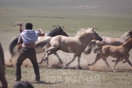 Монгол бардамнал